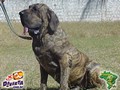 In Memorian - Fila Brasileiro Tigrado - Canil Singular - Nino